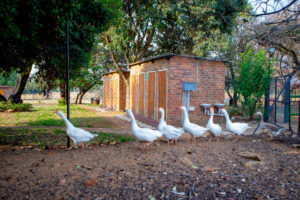 Animal farm tour in Rayton